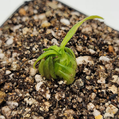 Pinguicula medusina – Rare Carnivorous Butterwort | Oaxaca Mexico Native Live Plant – Butterworts