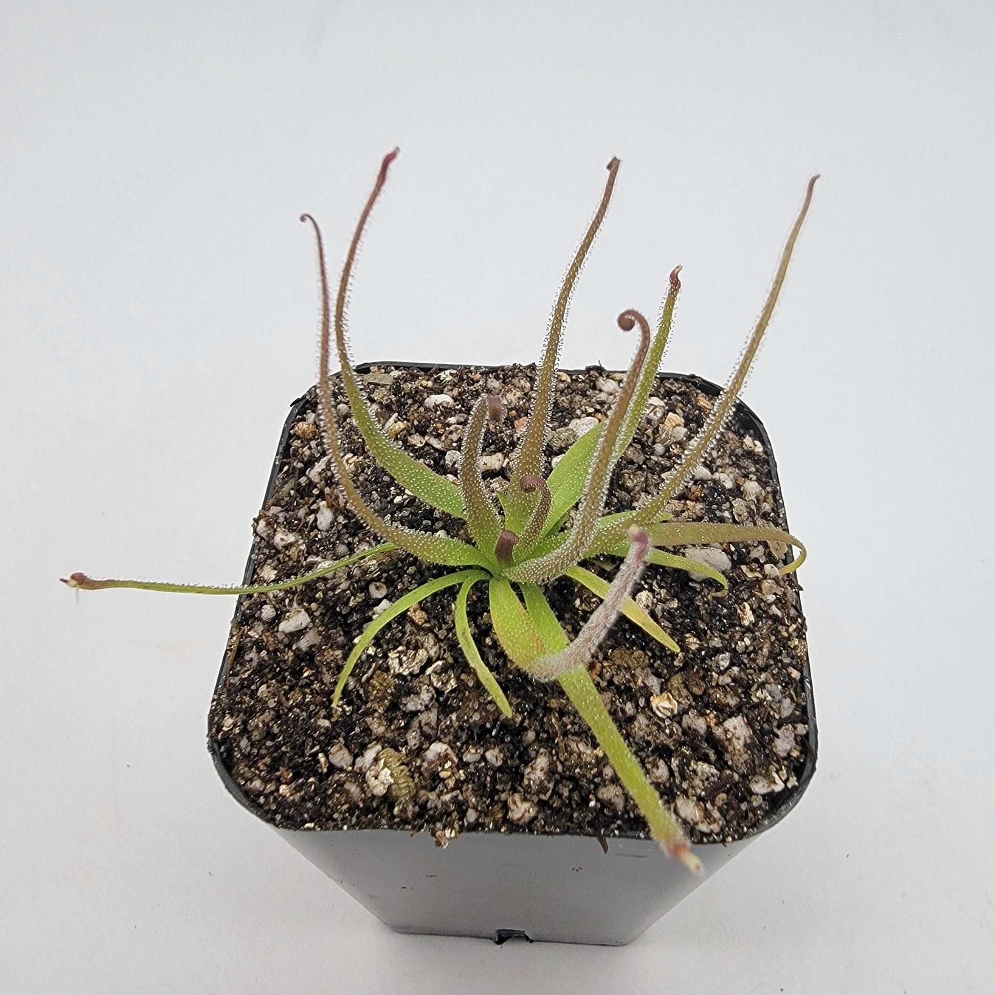Pinguicula medusina – Rare Carnivorous Butterwort | Oaxaca Mexico Native Live Plant – Butterworts