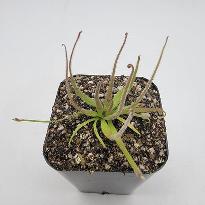 Pinguicula medusina – Rare Carnivorous Butterwort | Oaxaca Mexico Native Live Plant – Butterworts