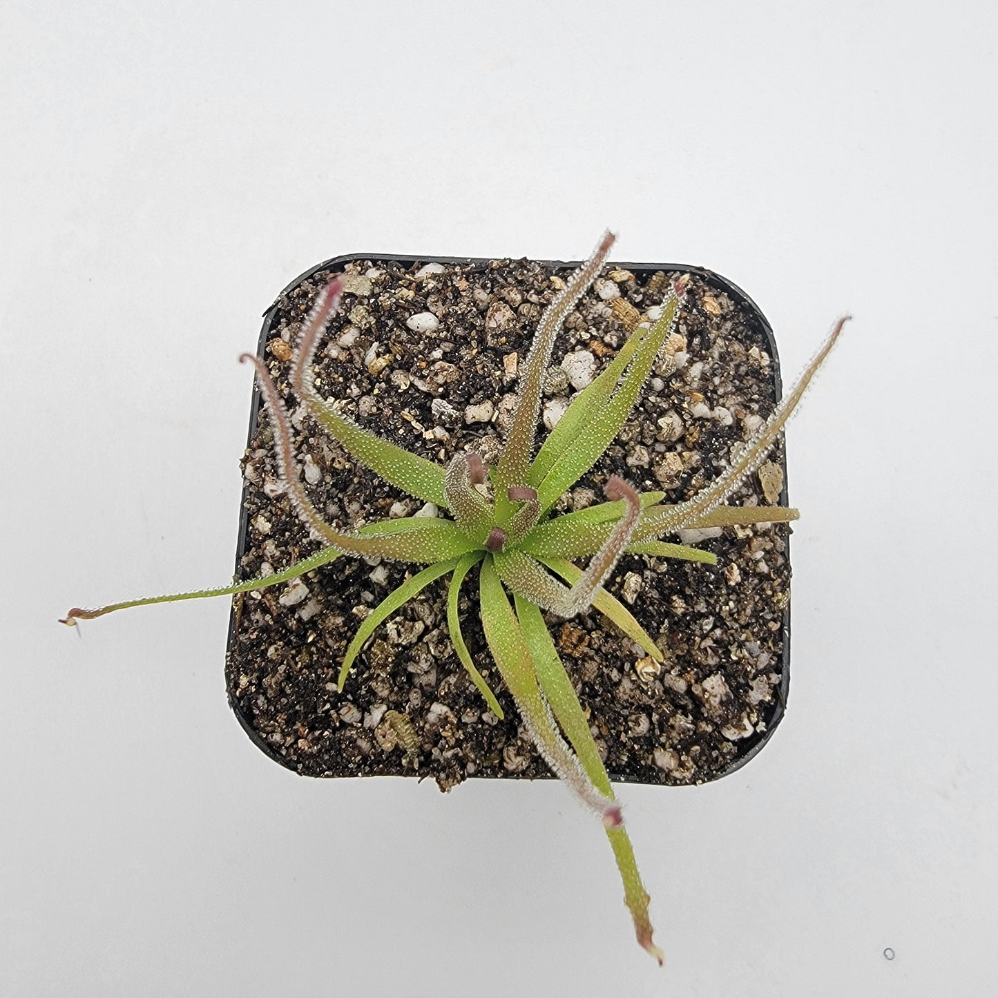 Pinguicula medusina – Rare Carnivorous Butterwort | Oaxaca Mexico Native Live Plant – Butterworts