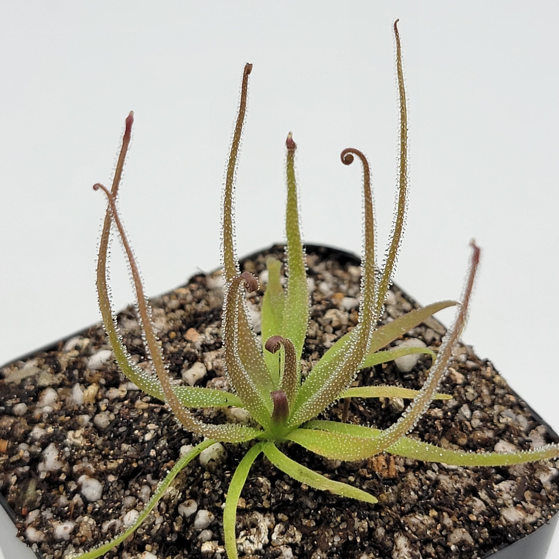 Pinguicula medusina – Rare Carnivorous Butterwort | Oaxaca Mexico Native Live Plant – Butterworts