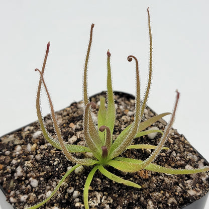 Pinguicula medusina – Rare Carnivorous Butterwort | Oaxaca Mexico Native Live Plant – Butterworts