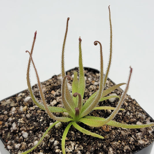 Pinguicula medusina – Rare Carnivorous Butterwort | Oaxaca Mexico Native Live Plant