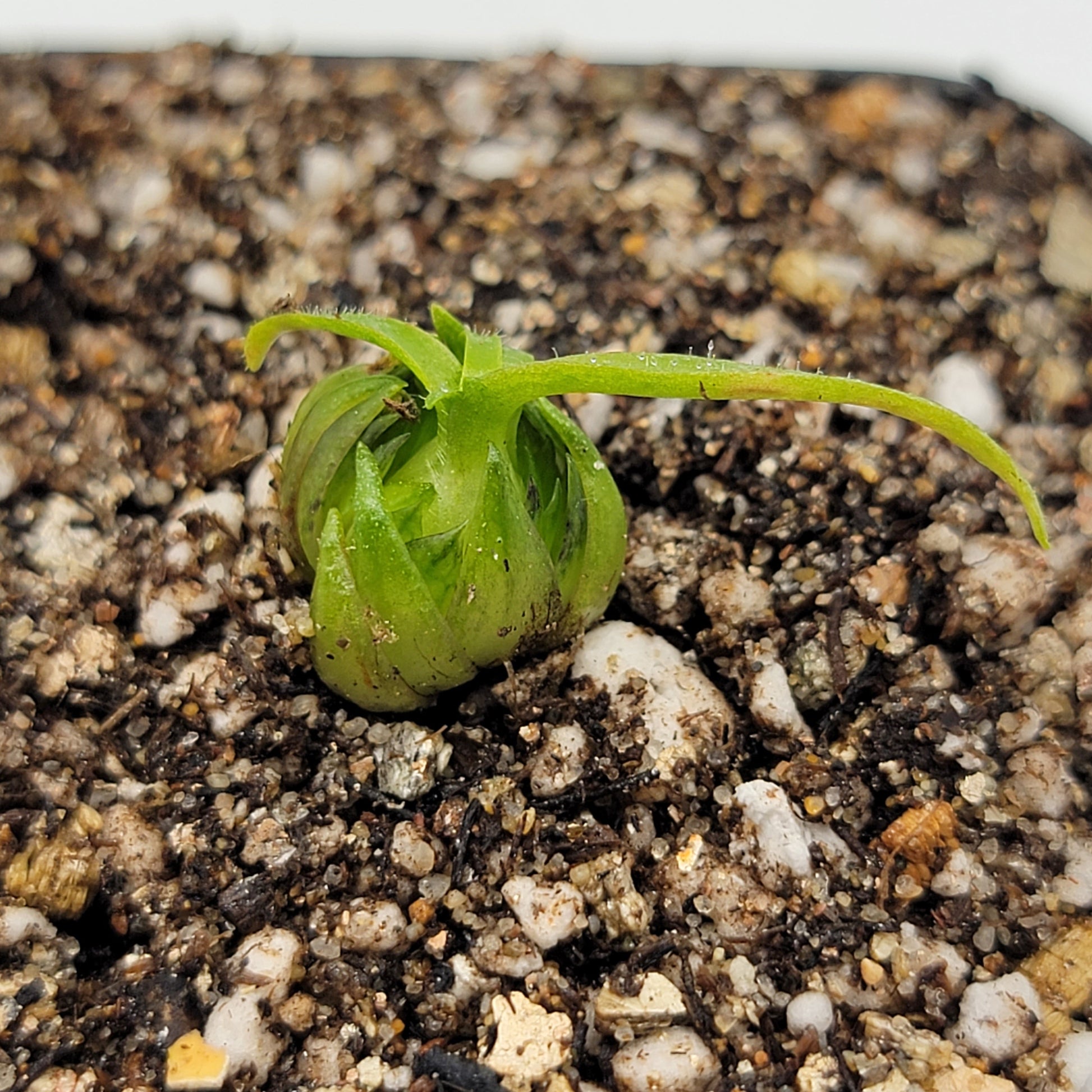 Pinguicula medusina – Rare Carnivorous Butterwort | Oaxaca Mexico Native Live Plant – Butterworts