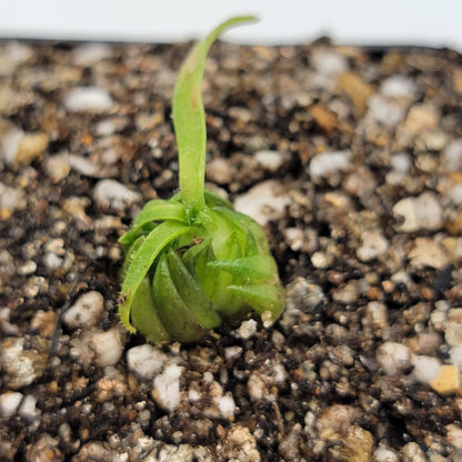 Pinguicula medusina – Rare Carnivorous Butterwort | Oaxaca Mexico Native Live Plant – Butterworts