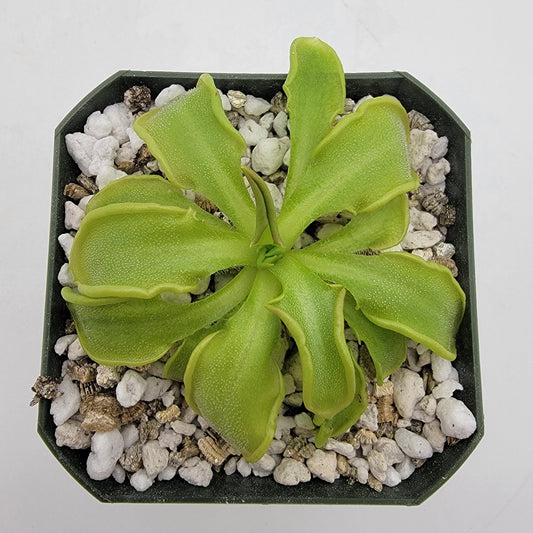 Pinguicula mesophytica – Carnivorous Butterwort Plant – Butterworts
