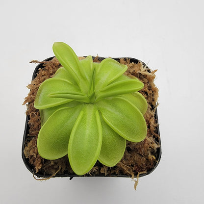 Pinguicula mesophytica – Carnivorous Butterwort Plant – Butterworts