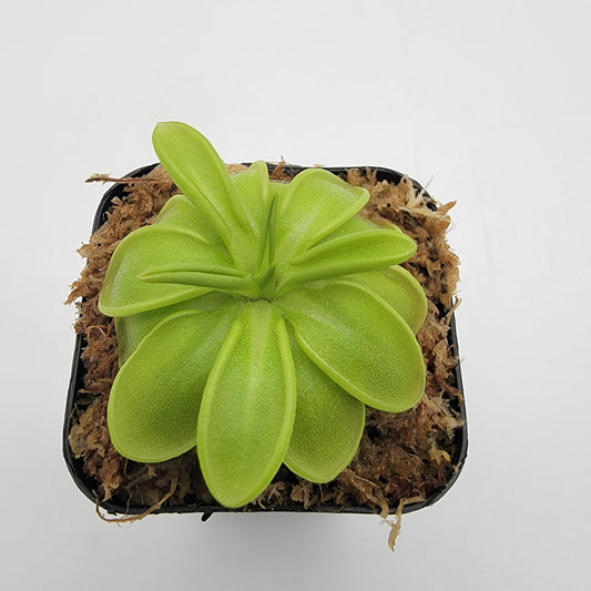 Pinguicula mesophytica – Carnivorous Butterwort Plant – Butterworts