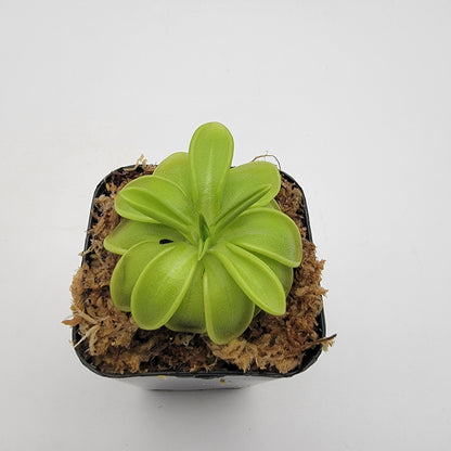 Pinguicula mesophytica – Carnivorous Butterwort Plant – Butterworts