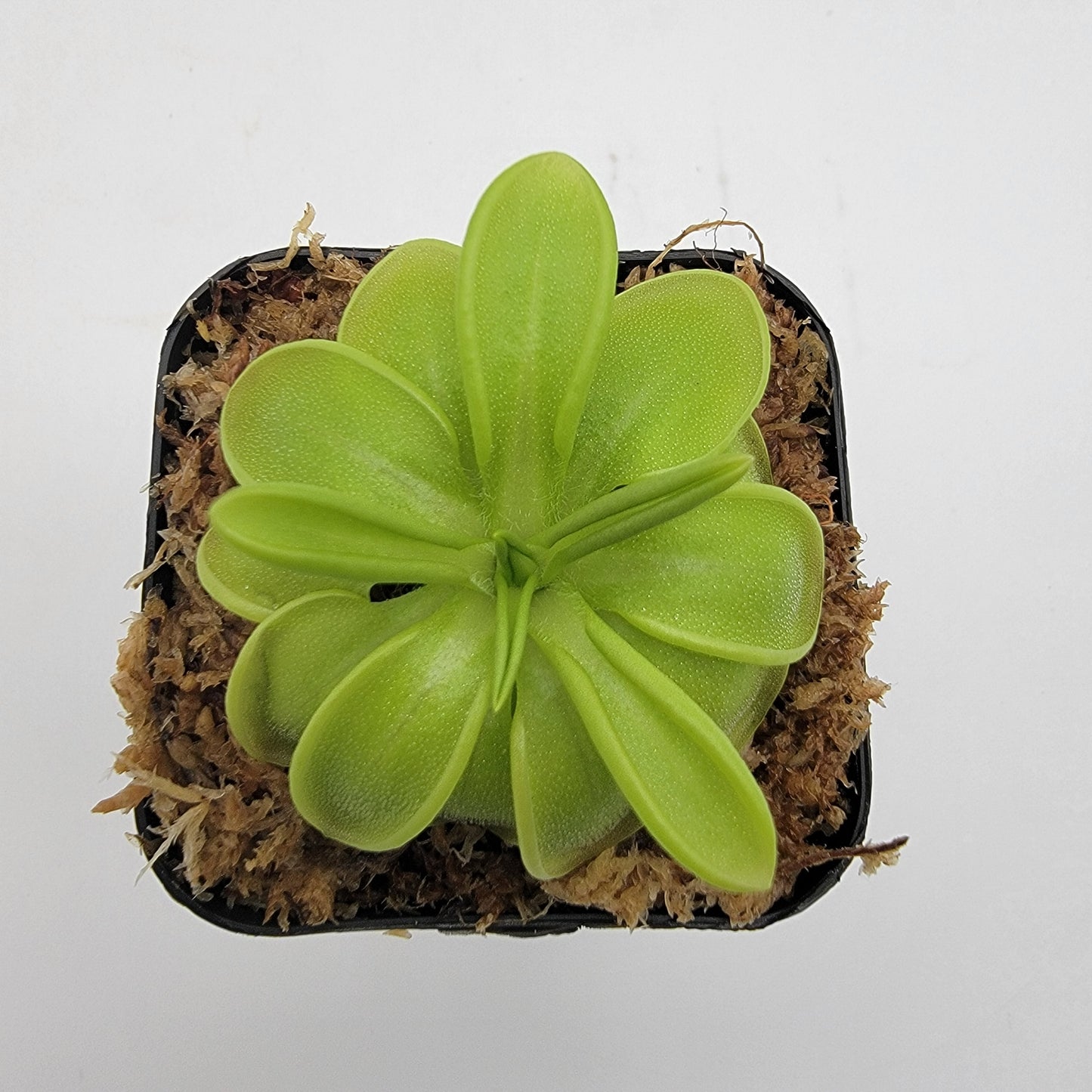 Pinguicula mesophytica – Carnivorous Butterwort Plant – Butterworts