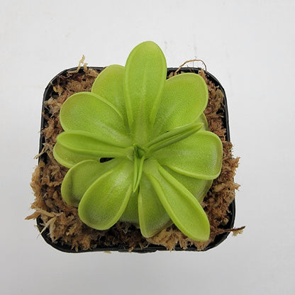 Pinguicula mesophytica – Carnivorous Butterwort Plant – Butterworts