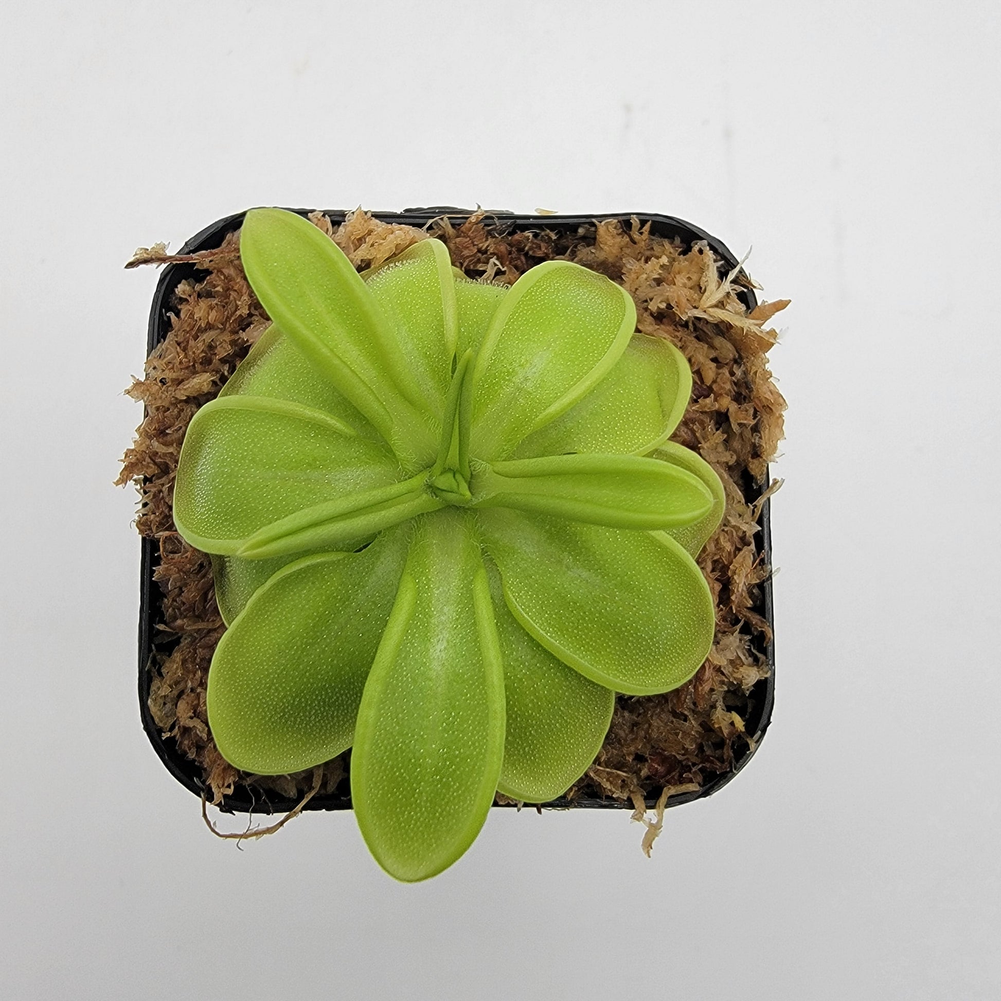 Pinguicula mesophytica – Carnivorous Butterwort Plant – Butterworts