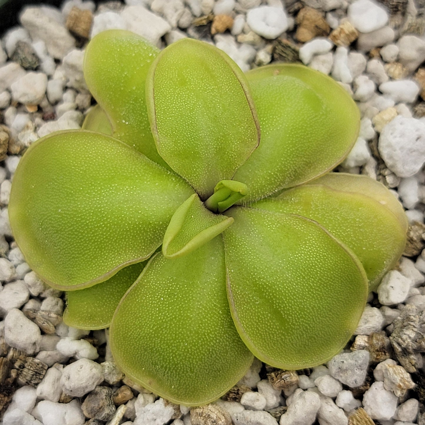 Pinguicula mirandae x (laueana CP2 x emarginata) – Rare Carnivorous Butterwort Hybrid | Live Plant