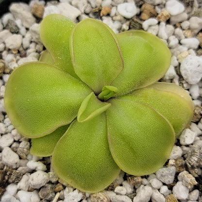 Pinguicula mirandae x (laueana CP2 x emarginata) – Rare Carnivorous Butterwort Hybrid | Live Plant