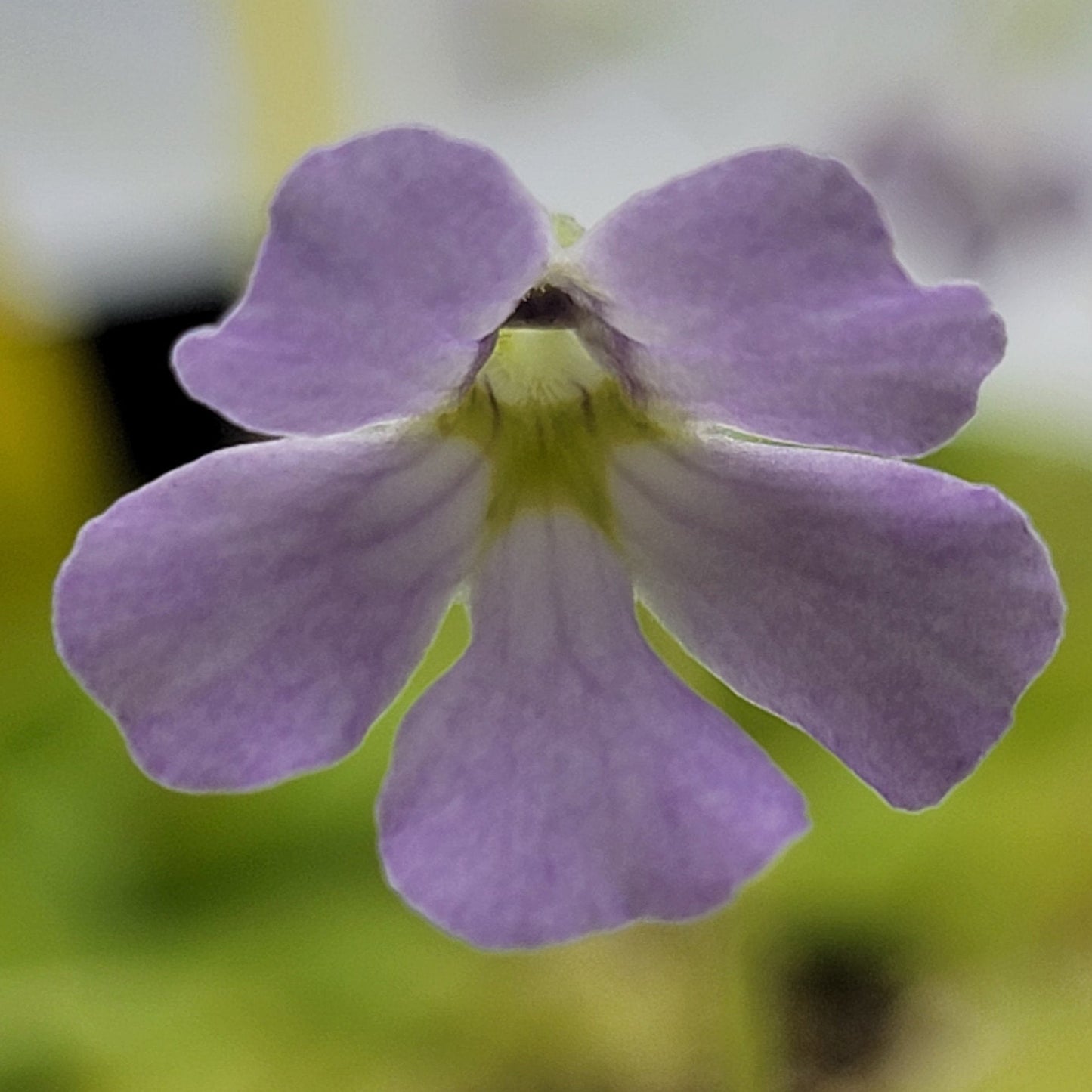 Pinguicula mirandae x (laueana CP2 x emarginata) – Rare Carnivorous Butterwort Hybrid | Live Plant