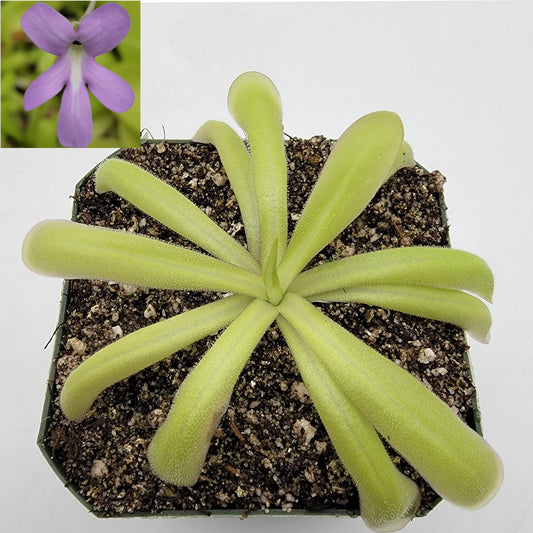 Pinguicula moctezumae x moranensis var. alba – Butterworts