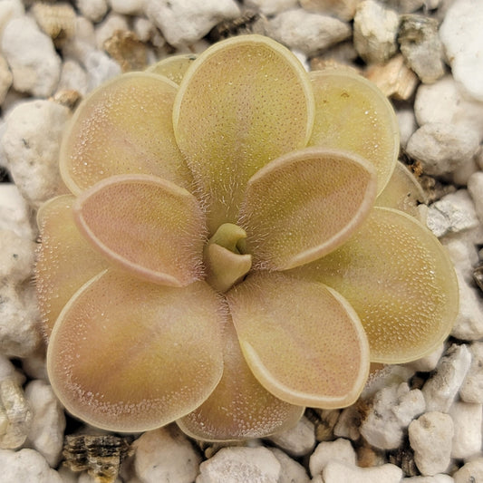 Pinguicula moranensis f. orchidioides – Butterworts