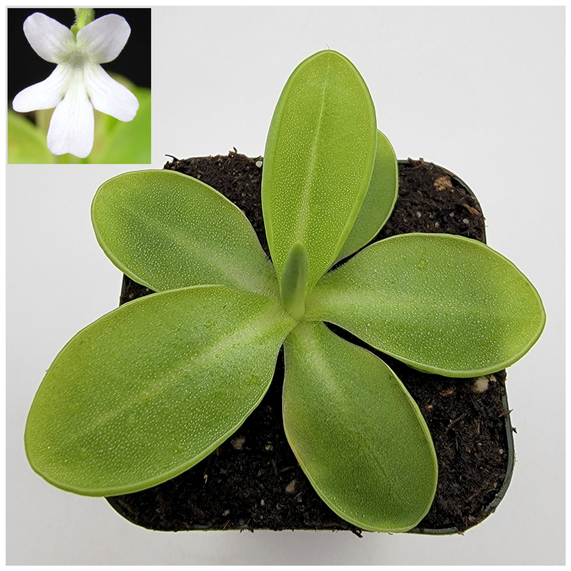 Pinguicula moranensis var. alba – Butterworts
