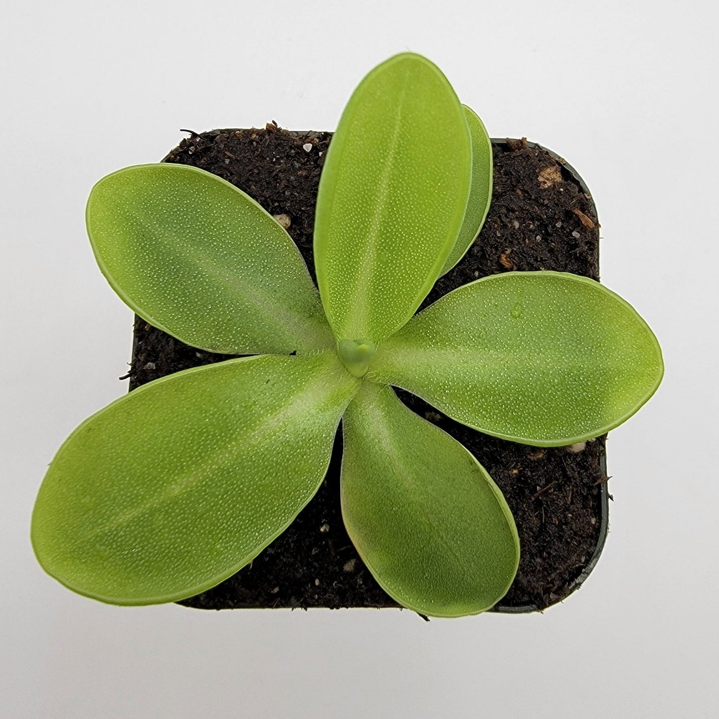 Pinguicula moranensis var. alba – Butterworts