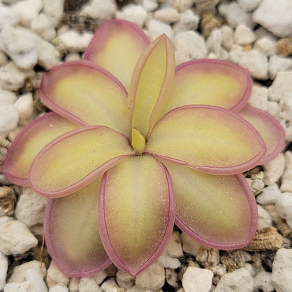 Pinguicula moranensis var. alba x emarginata – Rare Hybrid Carnivorous Butterwort | Live Plant – Butterworts