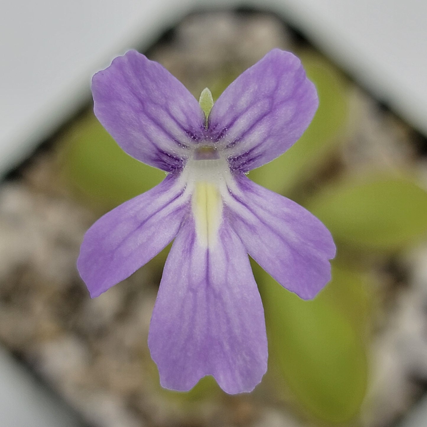 Pinguicula moranensis var. alba x emarginata – Rare Hybrid Carnivorous Butterwort | Live Plant – Butterworts