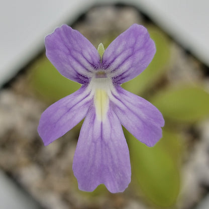 Pinguicula moranensis var. alba x emarginata – Rare Hybrid Carnivorous Butterwort | Live Plant – Butterworts