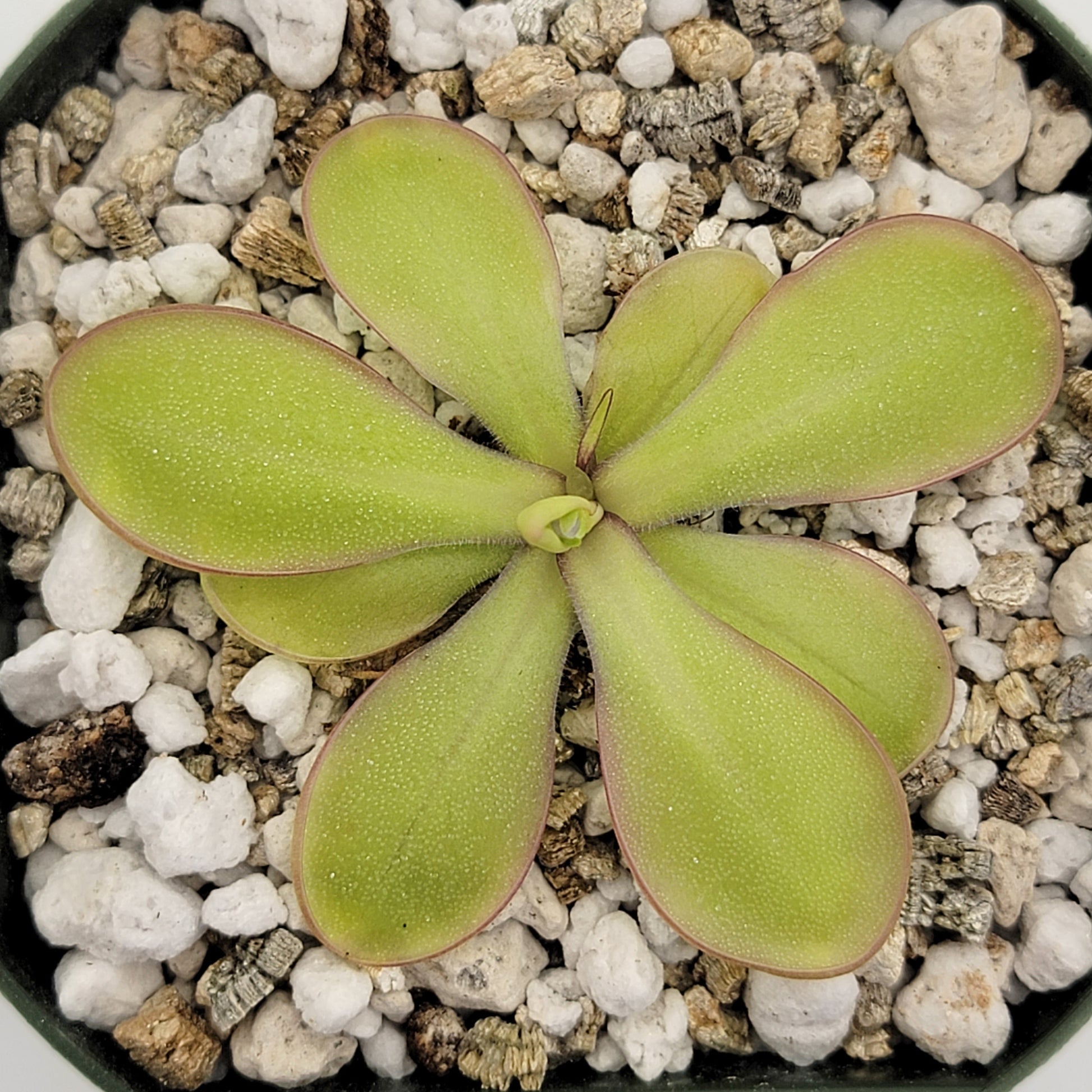 Pinguicula moranensis var. alba x emarginata – Rare Hybrid Carnivorous Butterwort | Live Plant – Butterworts