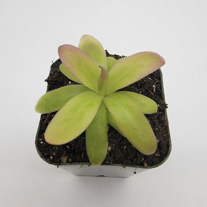 Pinguicula moranensis var. roseii – Butterworts