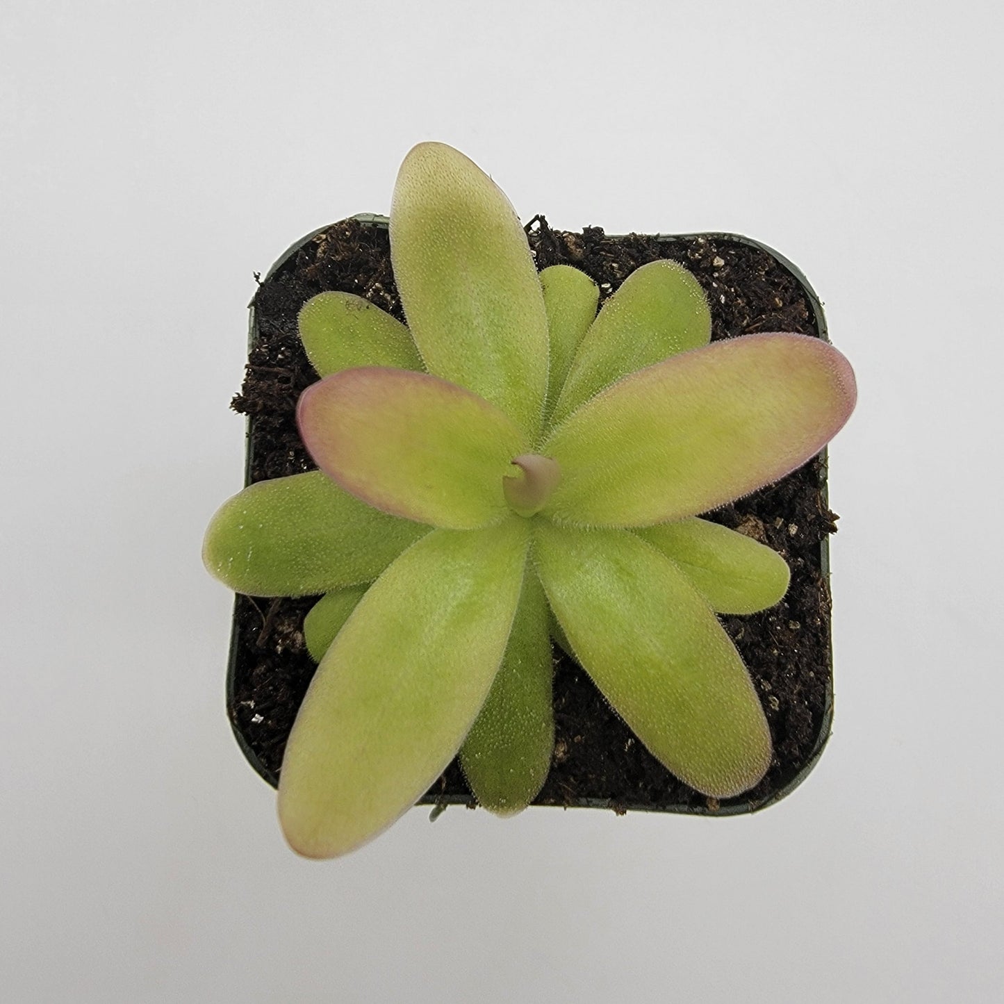 Pinguicula moranensis var. roseii – Butterworts