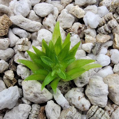 Pinguicula oblongiloba – Carnivorous Butterwort Plant – Butterworts
