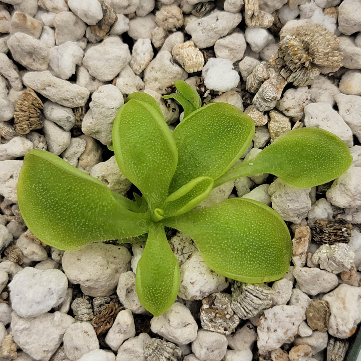 Pinguicula oblongiloba – Carnivorous Butterwort Plant – Butterworts