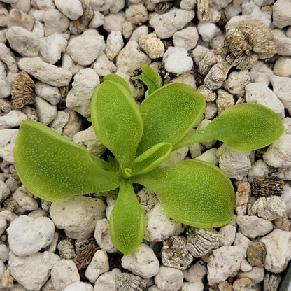 Pinguicula oblongiloba – Carnivorous Butterwort Plant – Butterworts