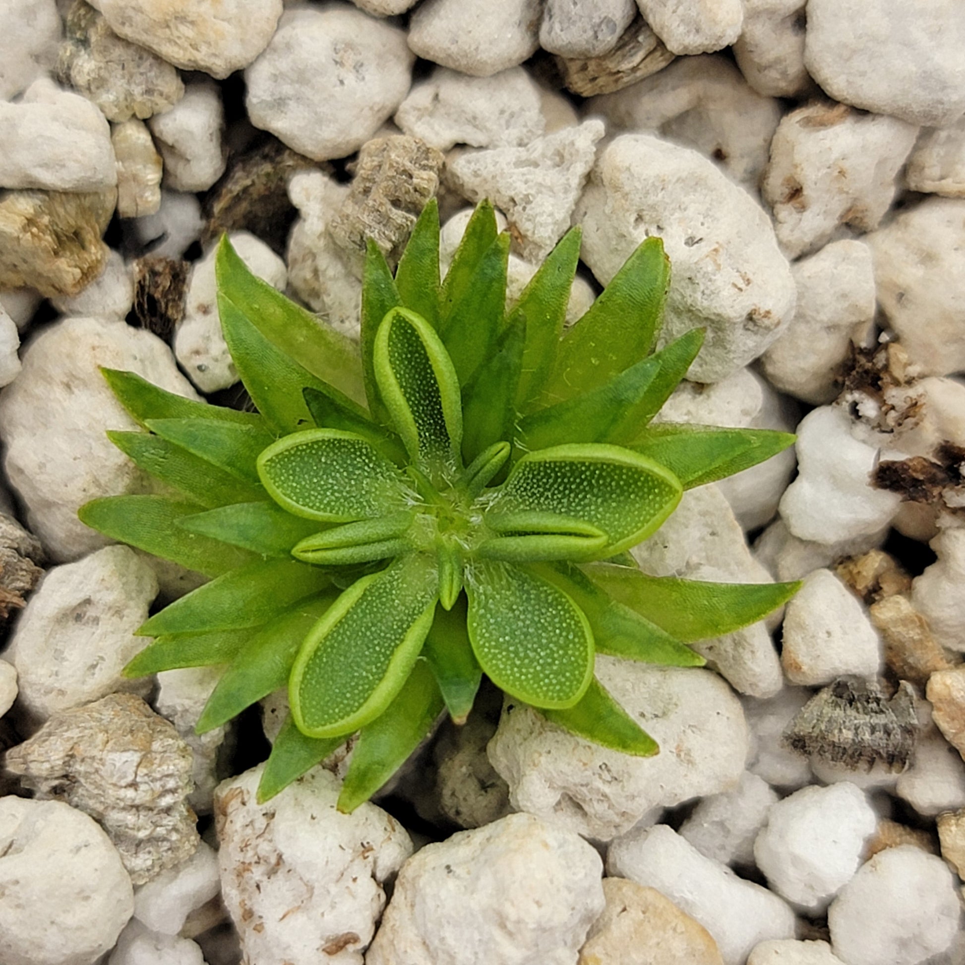 Pinguicula oblongiloba – Carnivorous Butterwort Plant – Butterworts