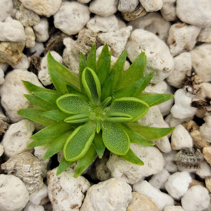 Pinguicula oblongiloba – Carnivorous Butterwort Plant – Butterworts