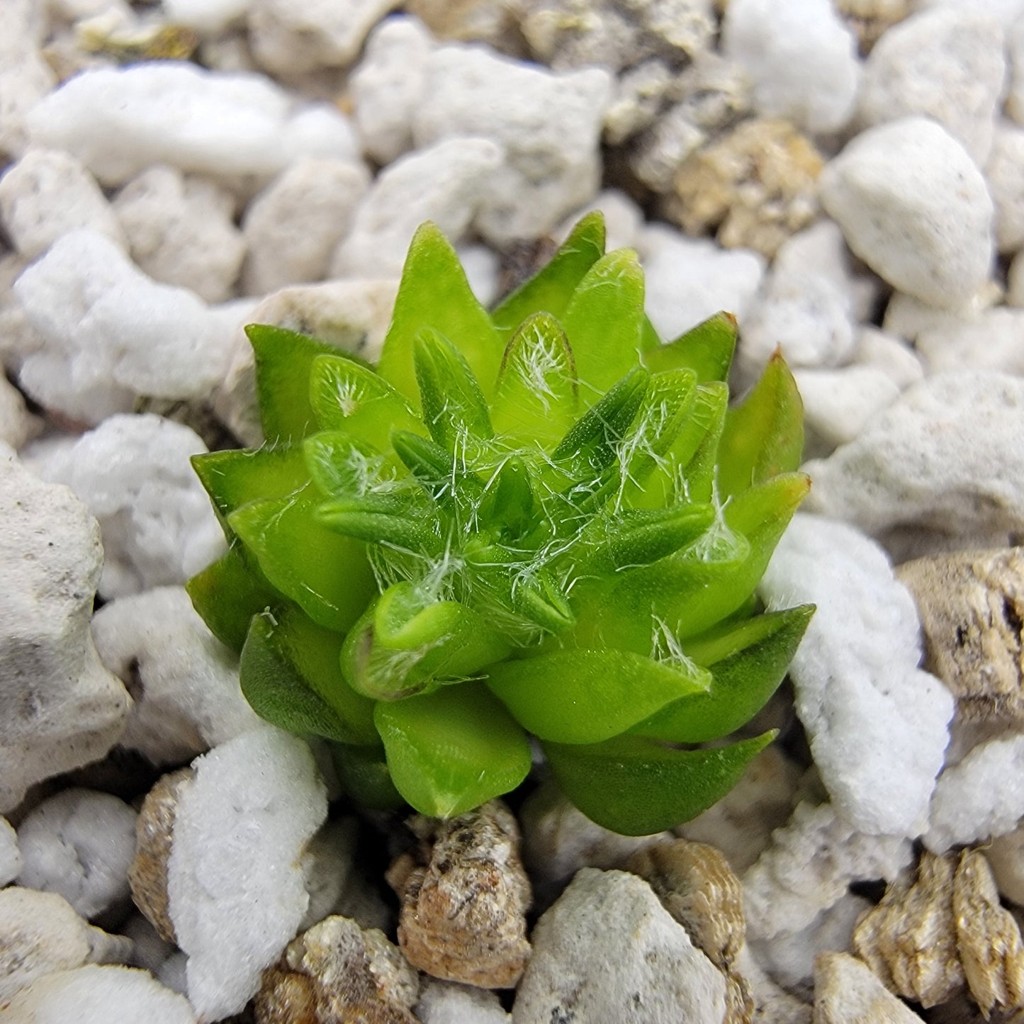 Pinguicula orchidioides – Rare Carnivorous Butterwort | Oaxaca Mexico Native Live Plant – Butterworts