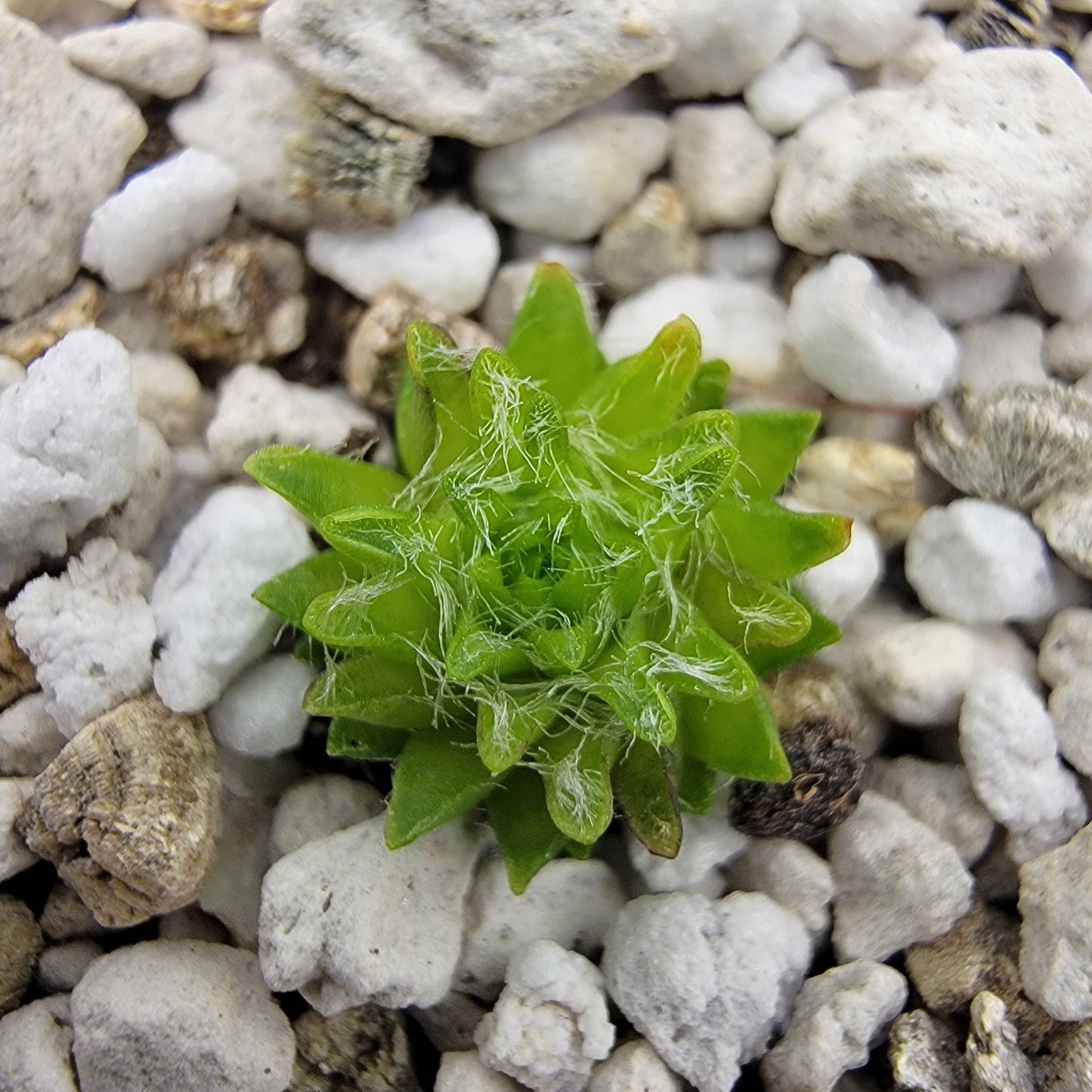 Pinguicula orchidioides – Rare Carnivorous Butterwort | Oaxaca Mexico Native Live Plant – Butterworts