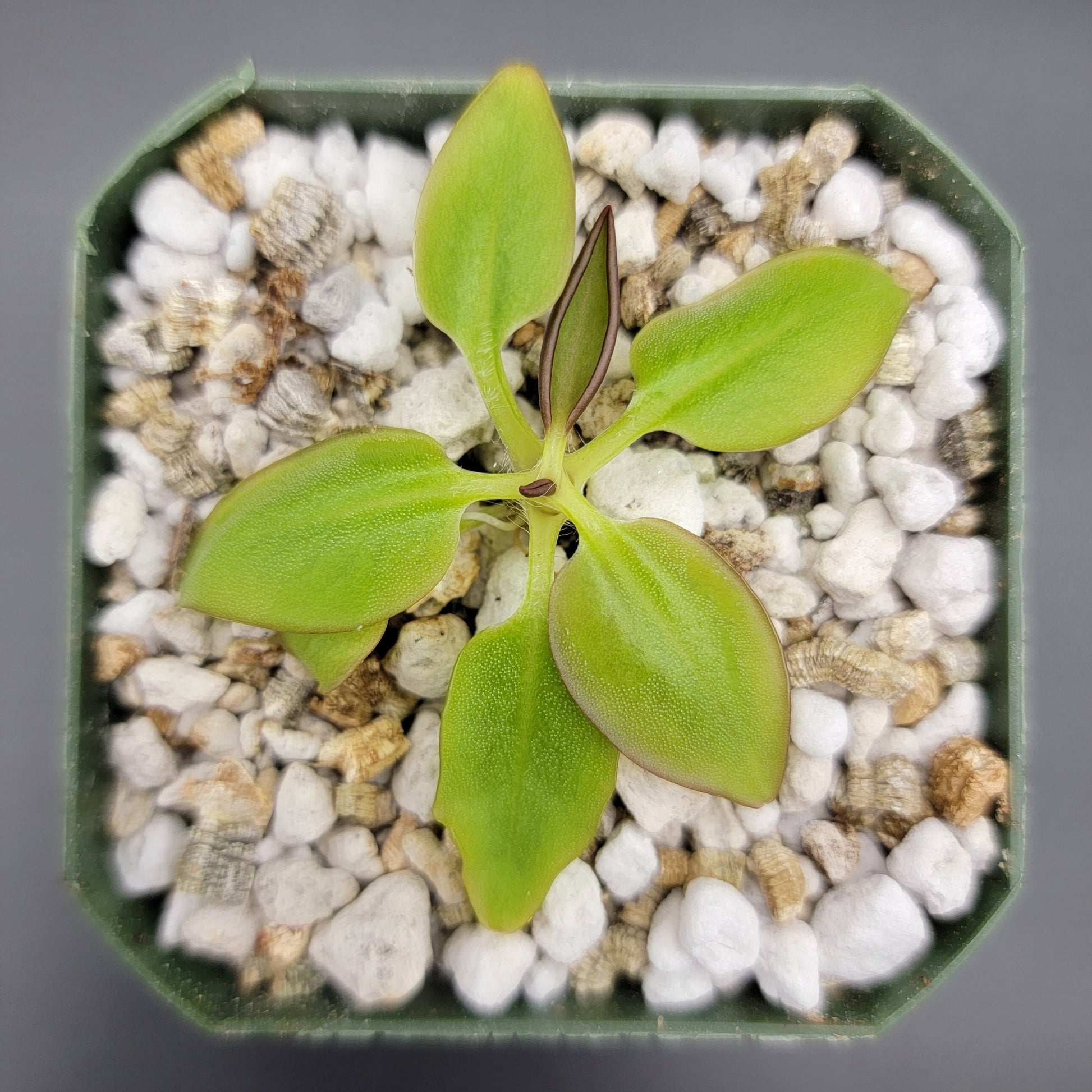 Pinguicula parvifolia – Carnivorous Butterwort Plant – Butterworts