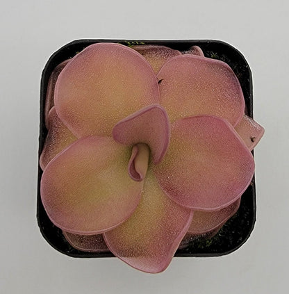 Pinguicula 'Pirouette' – Registered Hybrid Carnivorous Butterwort | Live Plant – Butterworts