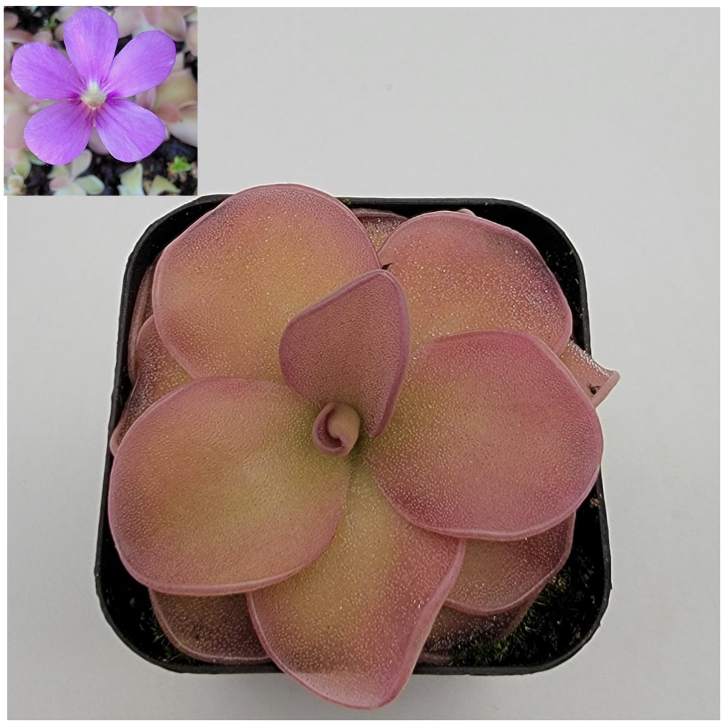 Pinguicula 'Pirouette' – Registered Hybrid Carnivorous Butterwort | Live Plant – Butterworts