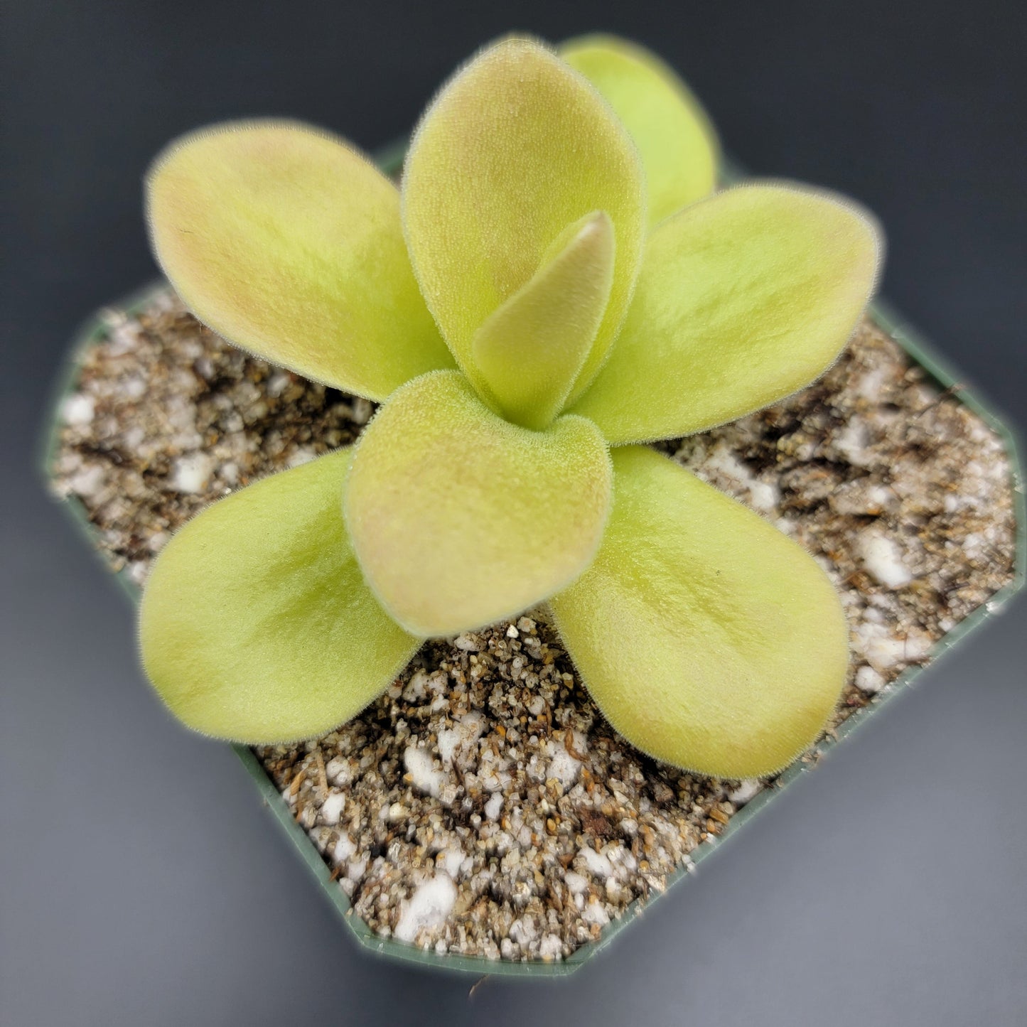 Butterwort Gigantea 'Red Winter Flush' - Live Carnivorous Plant – Live Plants