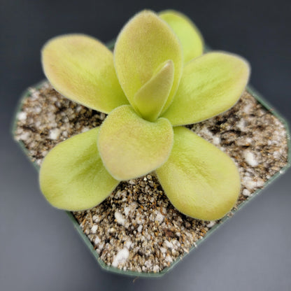 Butterwort Gigantea 'Red Winter Flush' - Live Carnivorous Plant – Live Plants