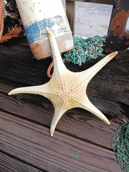 Pink Tip Starfish 14.5"