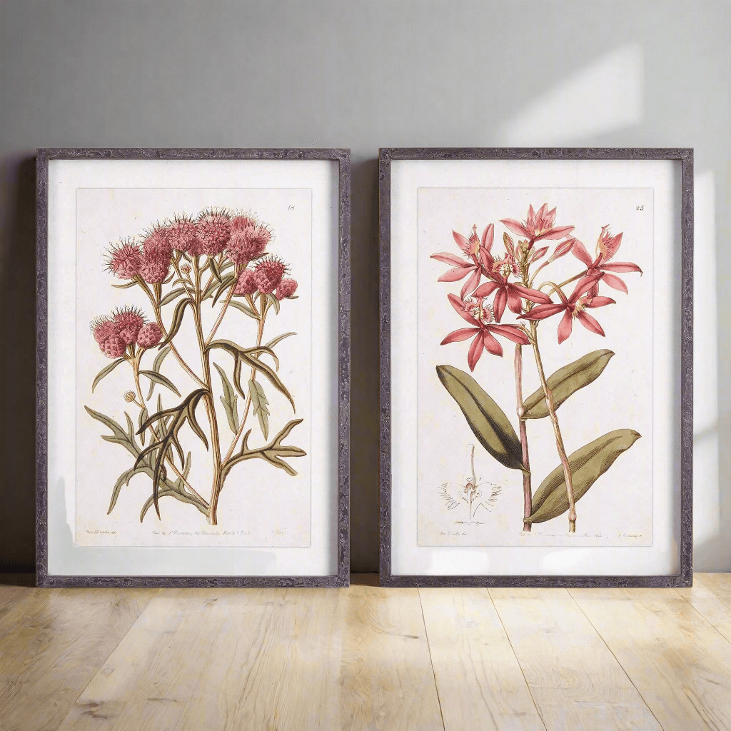 Pink Vintage Botanical Floral Prints - Framed Wall Art Set of 2 – Artwork