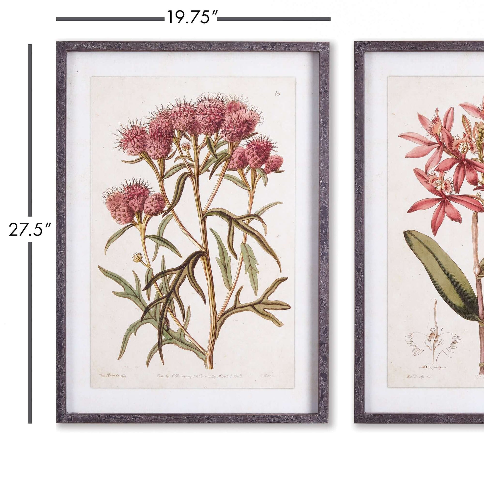Pink Vintage Botanical Floral Prints - Framed Wall Art Set of 2 – Artwork