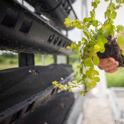Varden™ Kitchen Garden –