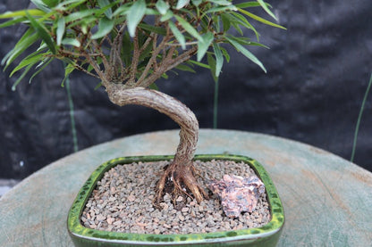 Podocarpus Bonsai Tree – Podocarpus