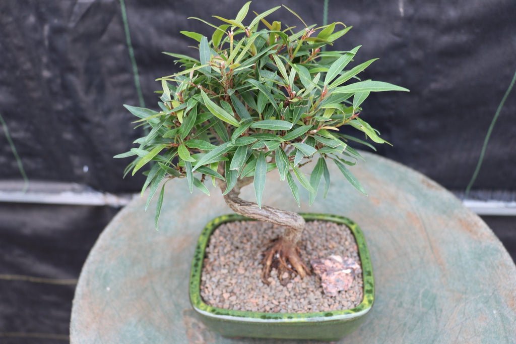 Podocarpus Bonsai Tree – Podocarpus