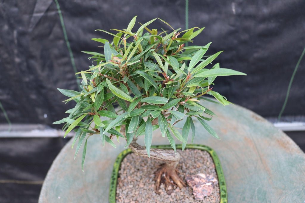 Podocarpus Bonsai Tree – Podocarpus