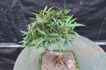 Podocarpus Bonsai Tree – Podocarpus