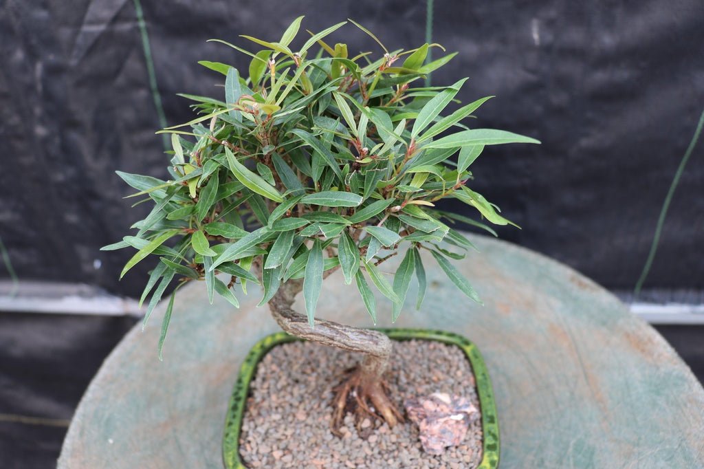 Podocarpus Bonsai Tree – Podocarpus